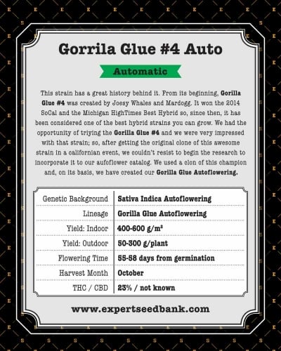 Gorilla Glue #4 Auto - Expert Seeds