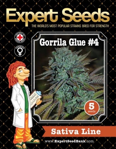 Κόλλα Gorilla #4 - Expert Seeds