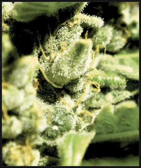 Green-O-Matic Auto-blomstring - Green House Seeds