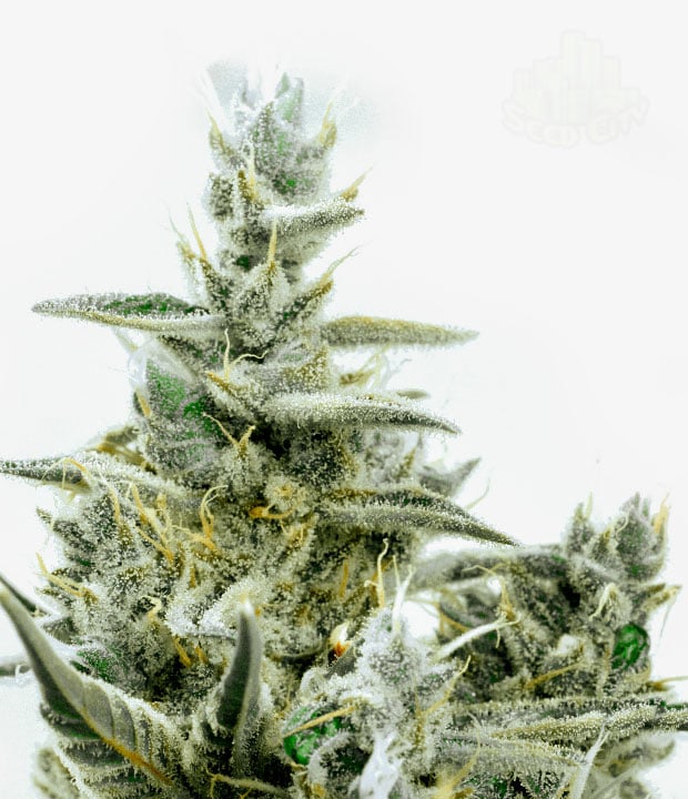 Green Crack - Seed City Seeds