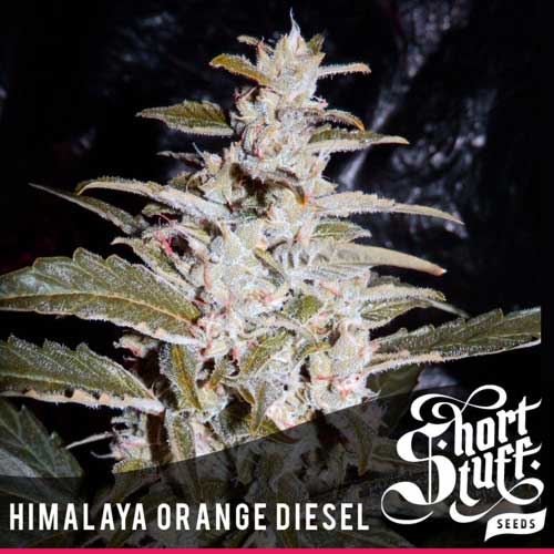 Himalayan Orange Diesel - Short Stuff Seeds