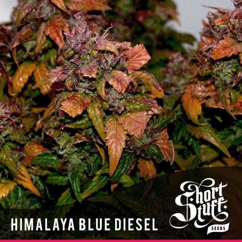Himalayann Blue Diesel - Short Stuff Seeds