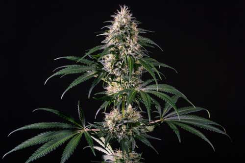 Hiydrow (HY-1) - Medical Marijuana Genetics