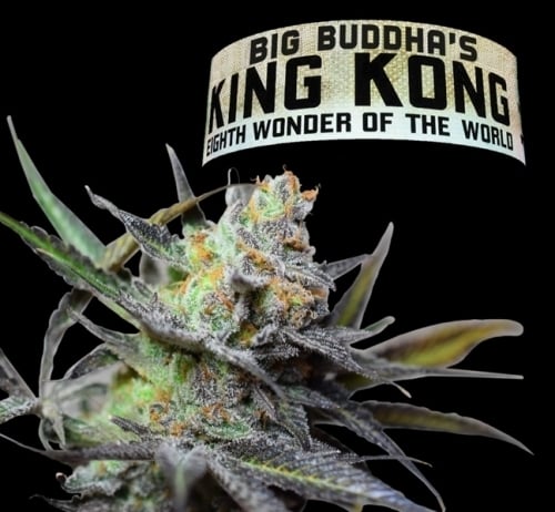 キングコング - Big Buddha Seeds