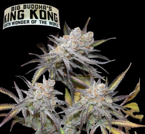 King Kong - Big Buddha Seeds