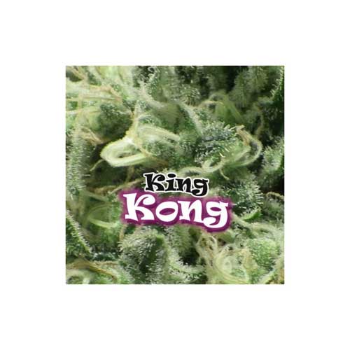 Кинг Конг - Dr Underground