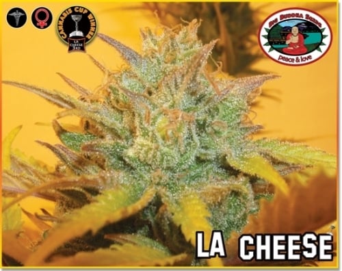 LA Cheese - Big Buddha Seeds