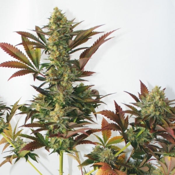 Larry's Lemon OG Cannabis Seeds