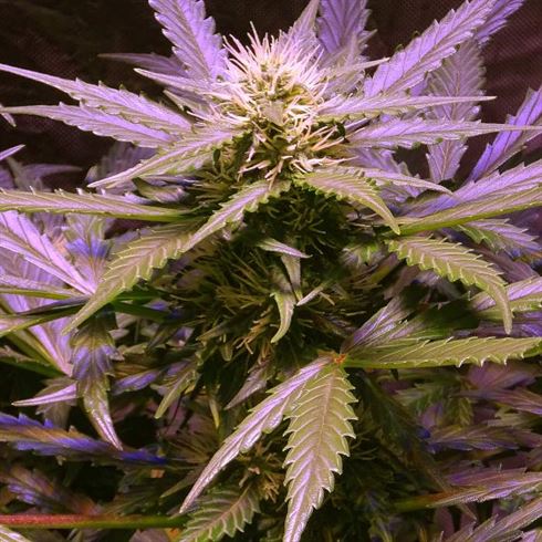 Lemon OG Haze 으로 Nirvana Seeds Lemon Og Haze 으로 Nirvana Seeds