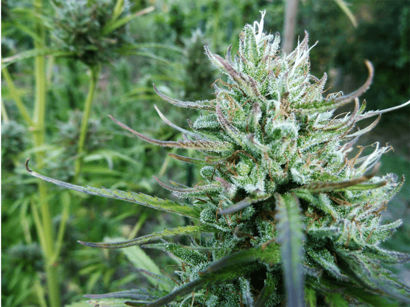 Master Hemp # 2 CBD 25: 1 - Medical Marijuana Genetics