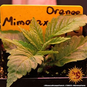 Mimosa X Orangenpunsch - Barneys Farm Seeds