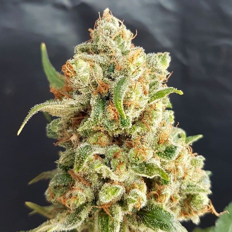 New York Diesel Auto Cannabis Seeds