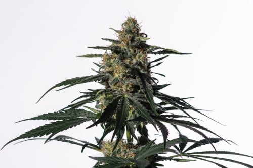 나이팅게일 (NN-1) - Medical Marijuana Genetics