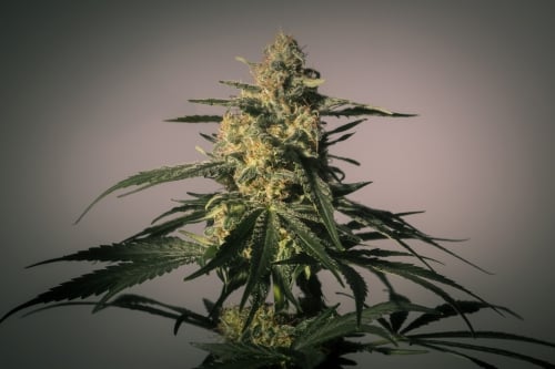南丁格尔（NN-1） -  Medical Marijuana Genetics
