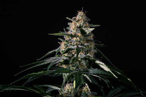 Ruiseñor (NN-1) - Medical Marijuana Genetics