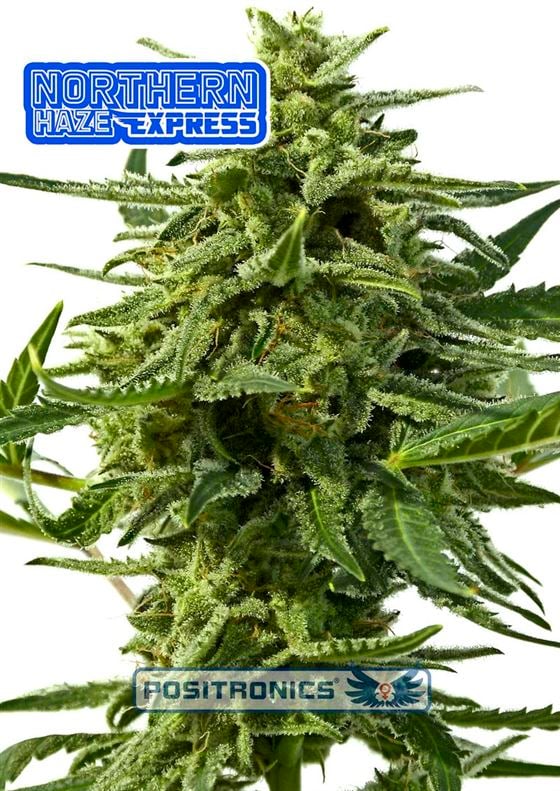 Northern Haze Express Cannabis Seeds