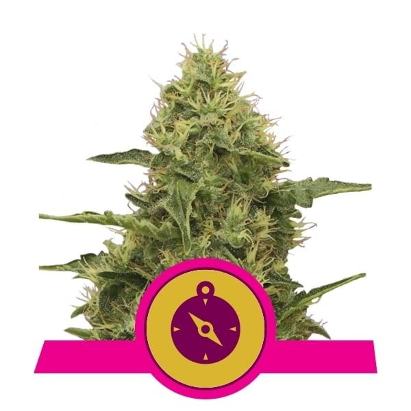 Northern Light Semi di Cannabis - Royal Queen Seeds