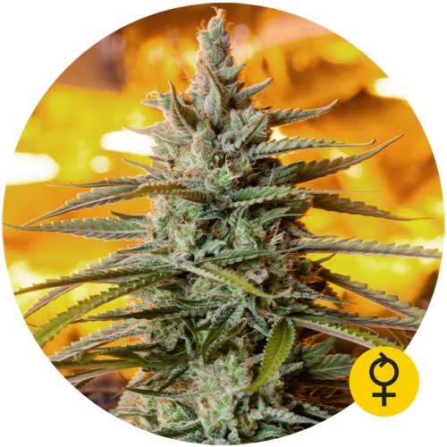 Northern Light Auto Cannabis Seeds