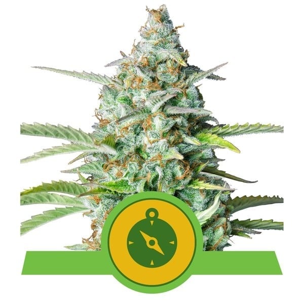 Northern Light Automatic Cannabis Seeds