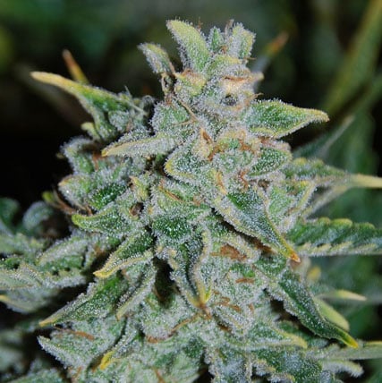 SALE - Northern Light Blue Auto - Delicious Seeds Cannabis Seeds