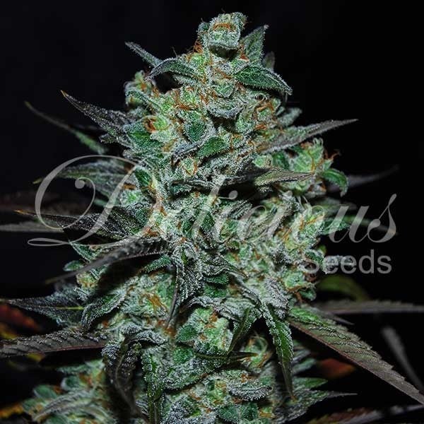 Northern Light Blue - THC Free Cannabis Seeds
