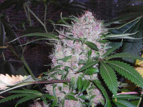 Northern Light Semi di Cannabis - Royal Queen Seeds