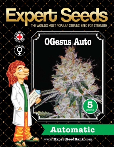 OGesus Auto - Expert Seeds