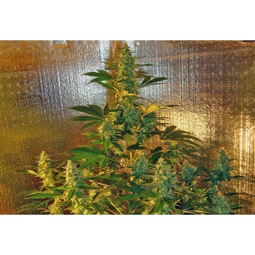 Old Time Bubba Kush Cannabis Seeds