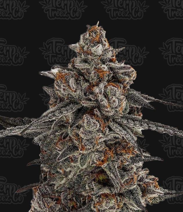 Oreoz x Orange Punch 大麻の種子 - Terp Treez Co