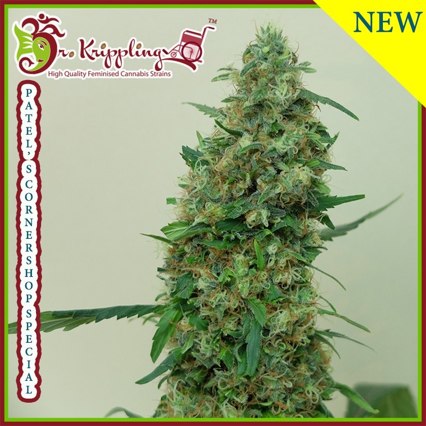 Patel's Cornershop Surprise Cannabis Seeds
