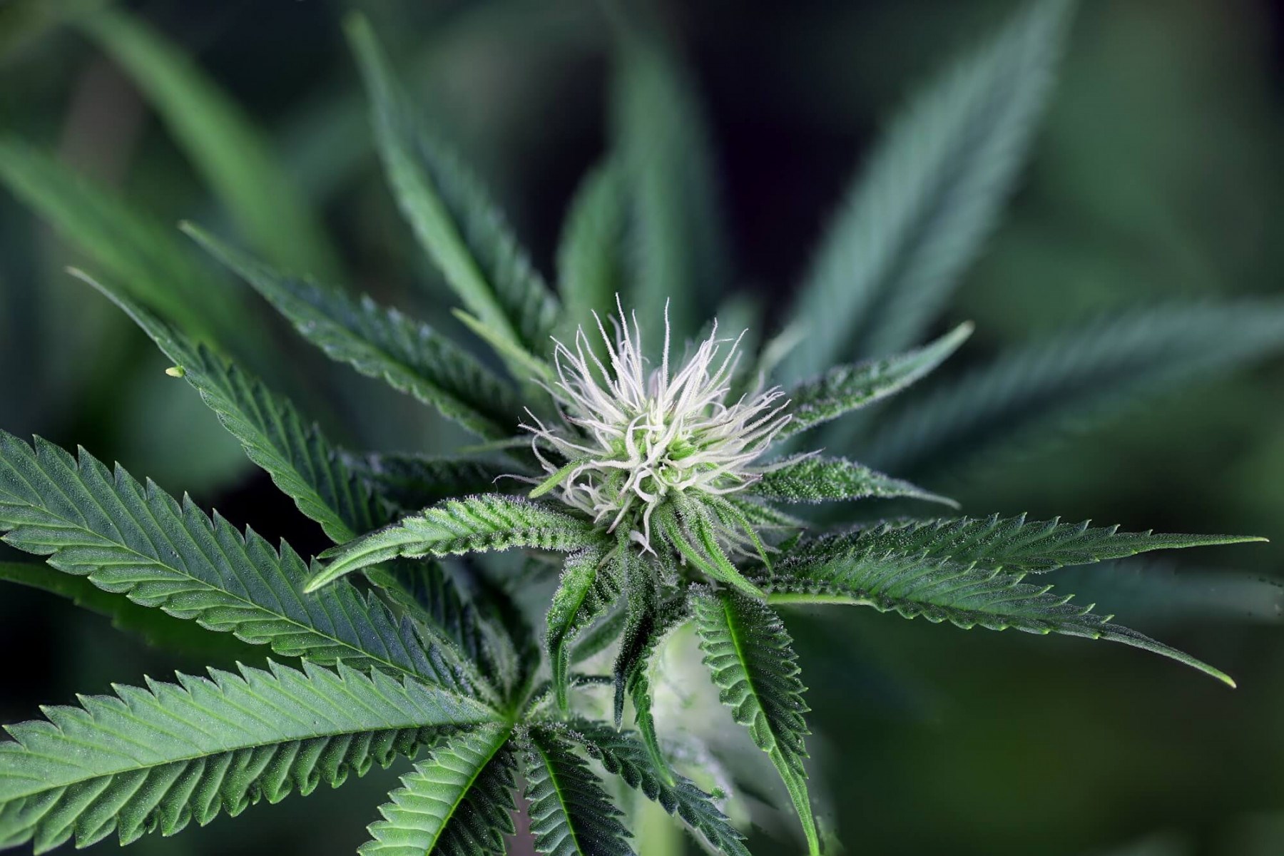 Peyote Wi-Fi CBD 2:1 Cannabis Seeds