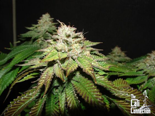 Pre-98 Bubba BX2 Cannabis Seeds