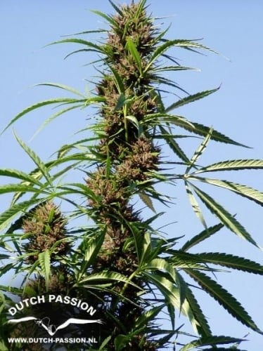Púrpura #1 - Dutch Passion Seeds
