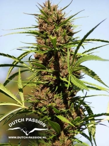 Púrpura #1 - Dutch Passion Seeds