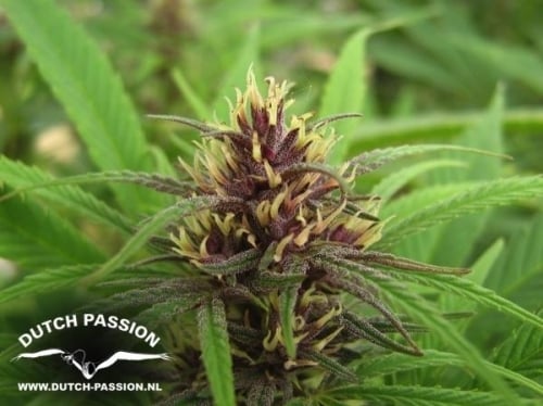Purple #1 - Dutch Passion Seeds