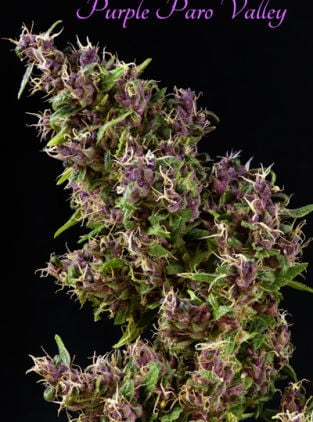 Purple Valley Paro - Mandala Seeds