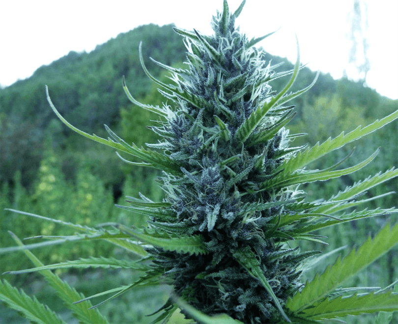 Queen CBD 20: 1 - Medical Marijuana Genetics