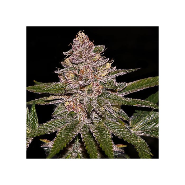 Radical Juice Cannabis Seeds by Ripper Seeds