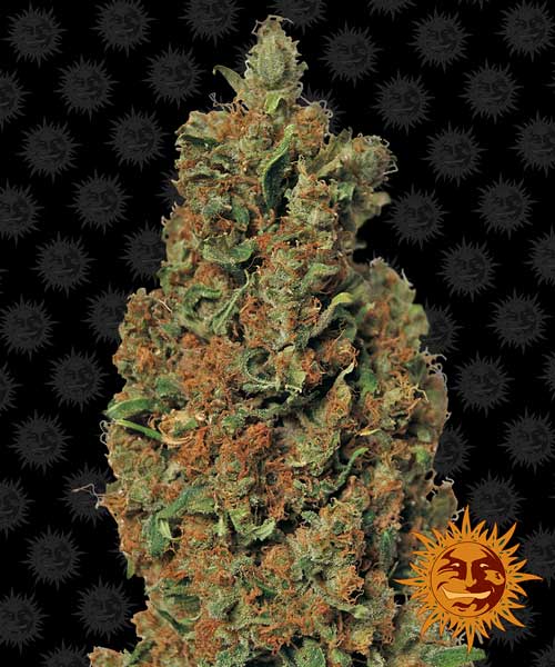 Red Diesel ved Barneys Farm fra Seed City