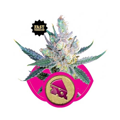 Royal Cheese Fast V - Royal Queen Seeds
