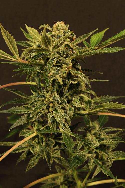 Russian Automatic - Exotic Seed