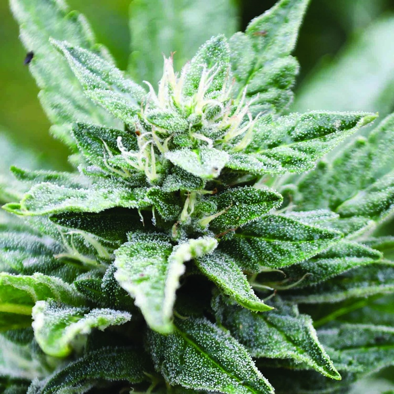 SFV OG Kush x RPK Cannabis Seeds