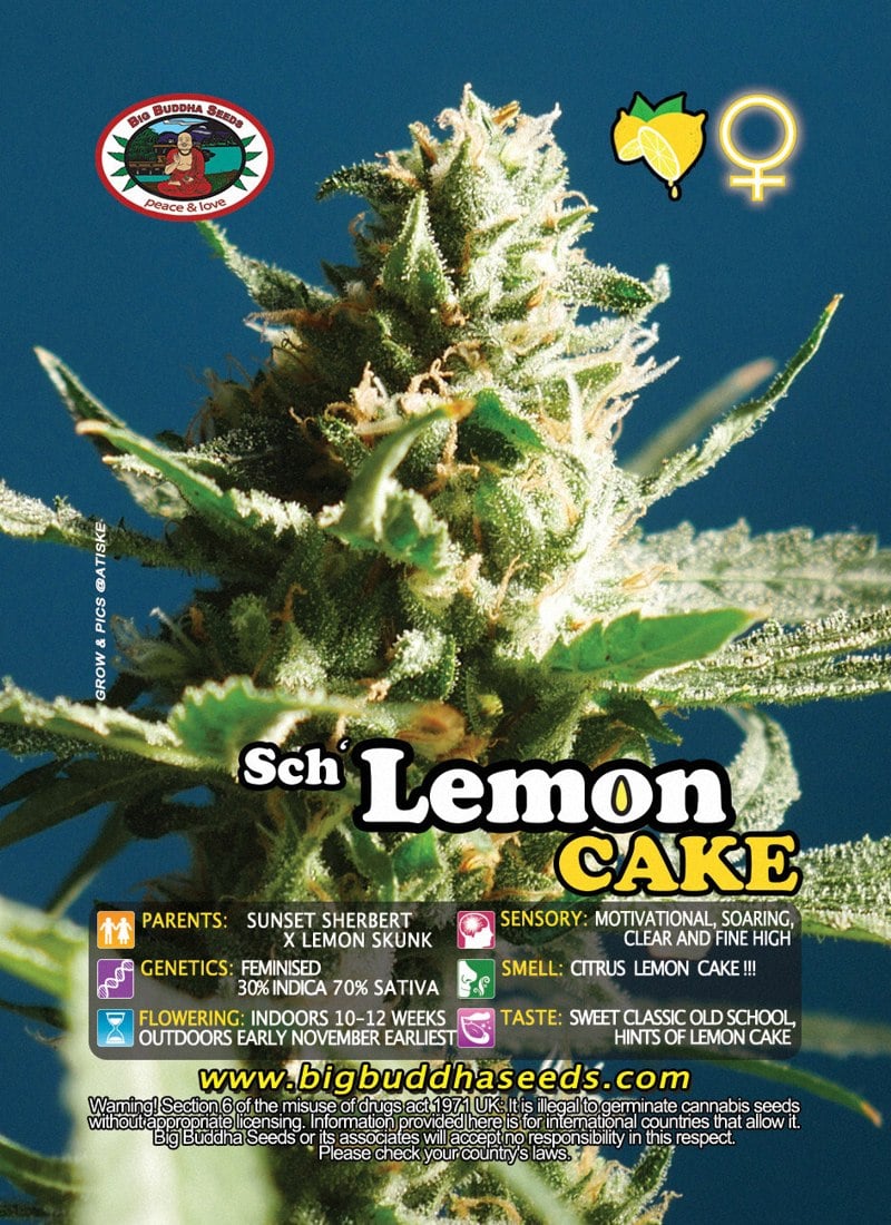 Sch 'Lemon Cake - Big Buddha Seeds