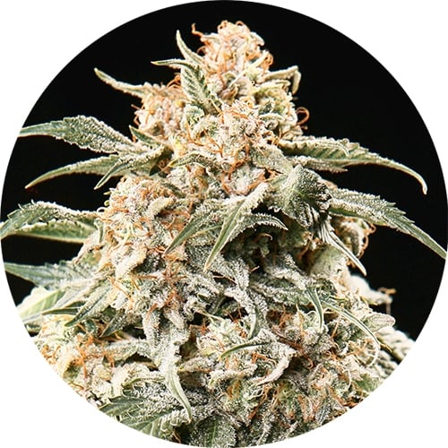 Semi Auto Mix Cannabis Seeds by Top Tao Seeds