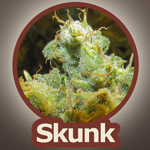 Skunk - John Sinclair Seeds