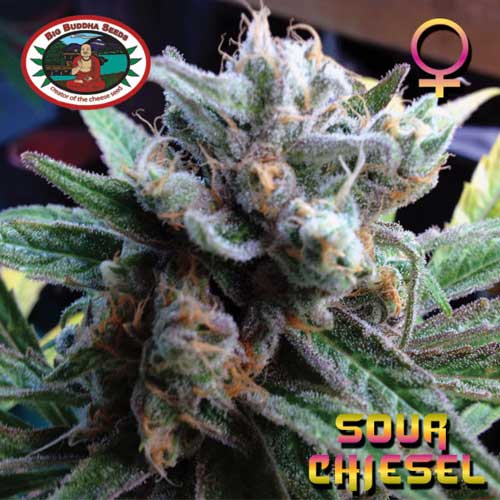Sour Chiesel - Big Buddha Seeds