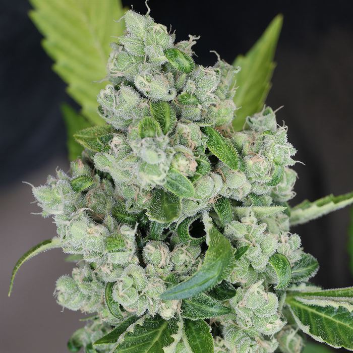 Sour D Bx3 F2 Cannabis Seeds
