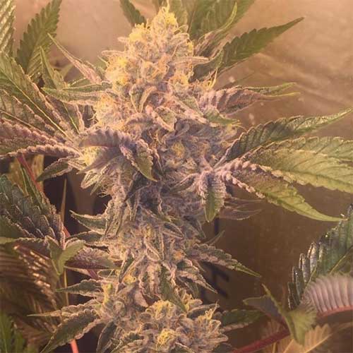 Stardawg 3 x Banana Kush Cannabis Seeds