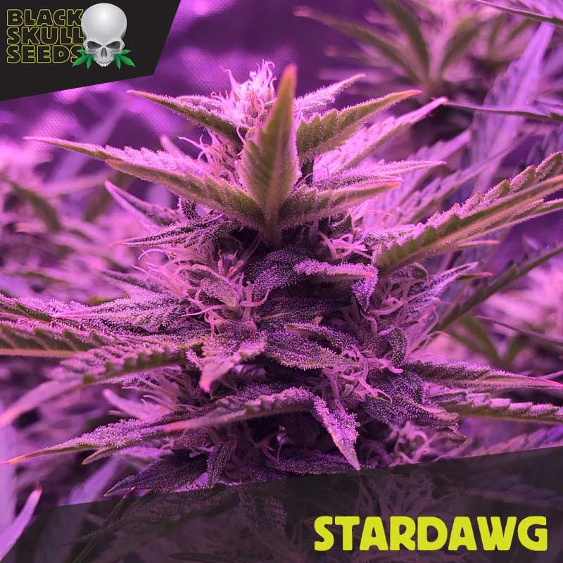 Strawberry Dawg Pound Female Cannabis Seeds by Holy Smoke Seeds