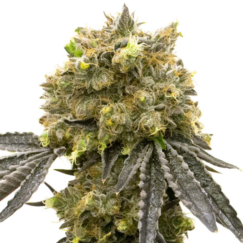 Steve's Dream Queen Cannabis Seeds